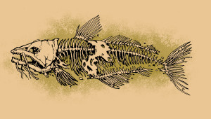 catfish1