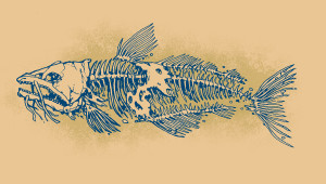 catfish2