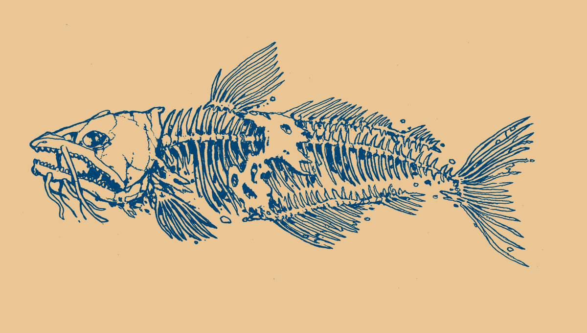 Flathead catfish tattoo  Catfish Angler Forum at USCA